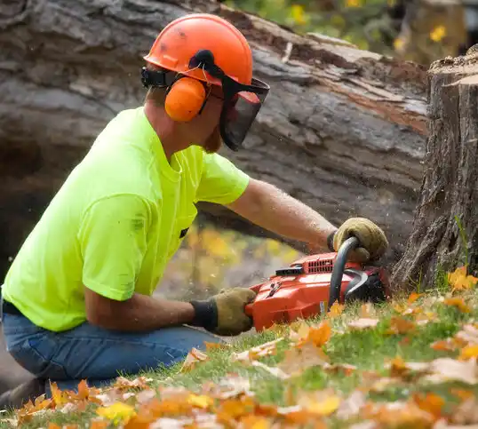 tree services Carson City